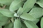 Sage Fragrance