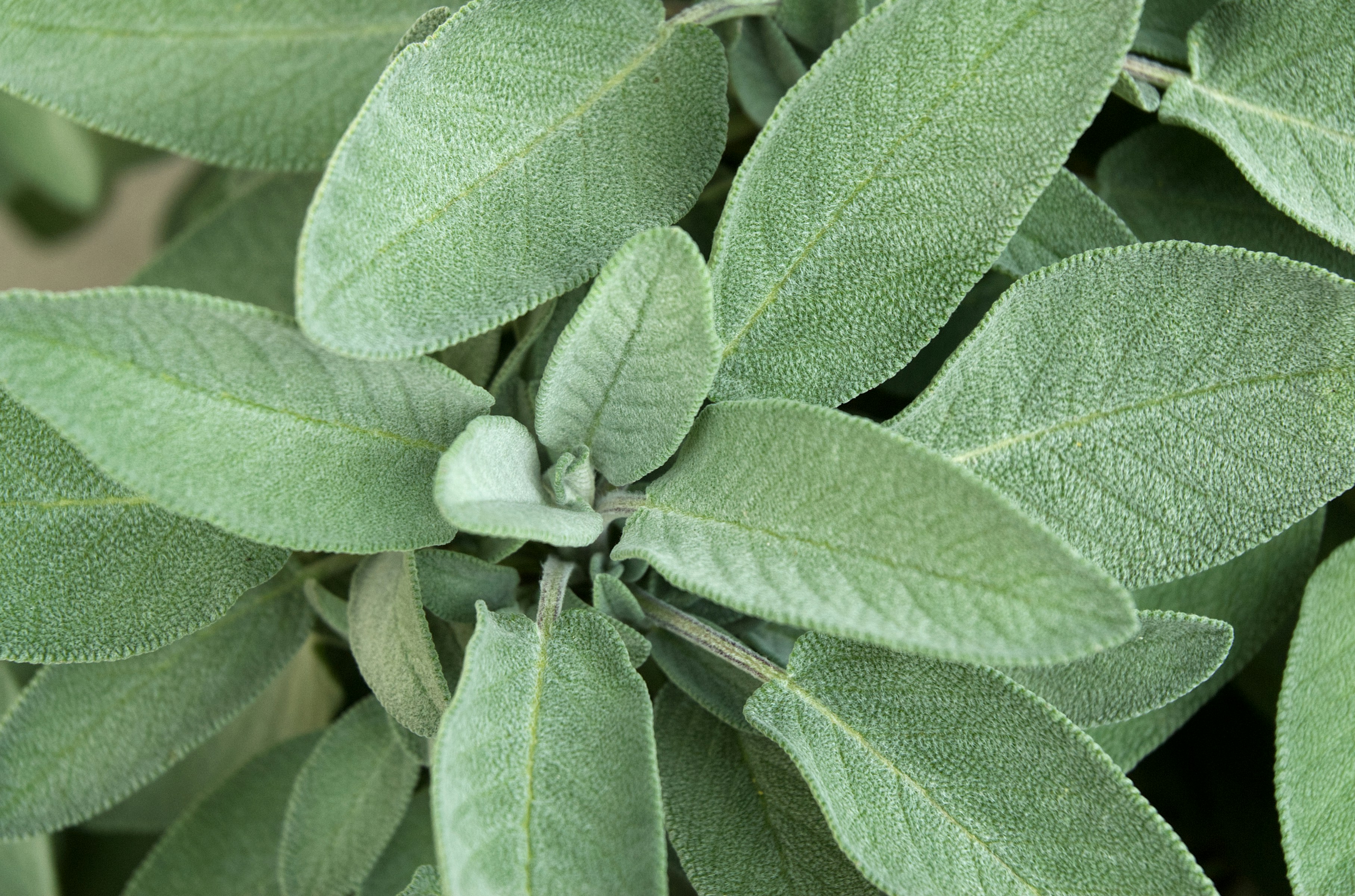 Sage Fragrance