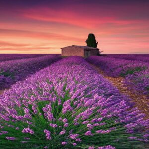 Lavender Fragrance
