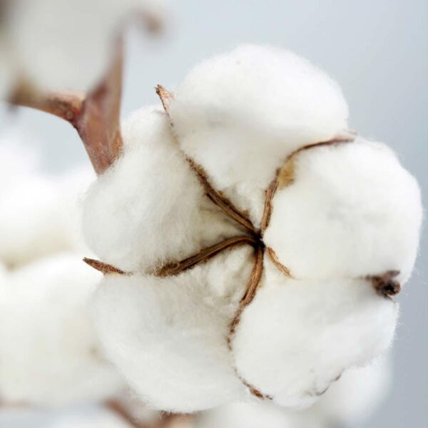 Crisp Cotton Fragrance