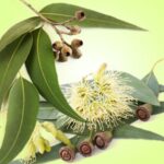 Eucalyptus Fragrance