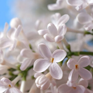 Lilac Blooms Fragrance