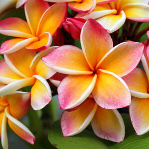 Plumeria Fragrance