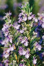 Rosemary Fragrance