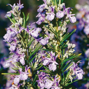 Rosemary Fragrance