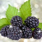 Juicy Blackberry Fragrance