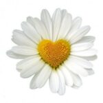 Daisy Fragrance