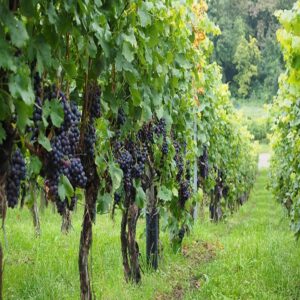 Wine Garden Fragrance