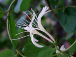 Honeysuckle Fragrance