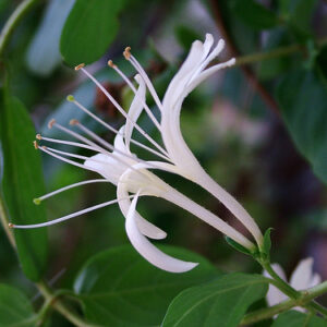Honeysuckle Fragrance