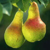 Spiced Pear Fragrance