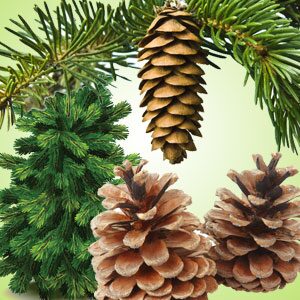 Fresh Cut Pine Fragrance