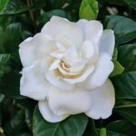Gardenia Fragrance