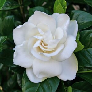 Gardenia Fragrance